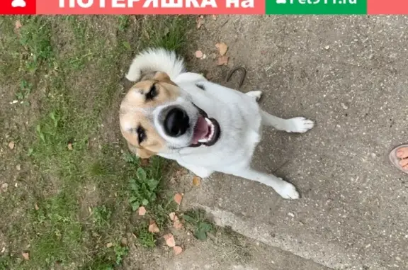 Найдена собака в Белоозёрском поселении, Московская область.