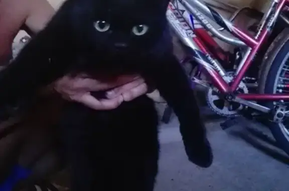 Найден черный кот в Зорино, Курская область
