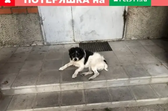Найдена собака у дома №10 на ул. Островского