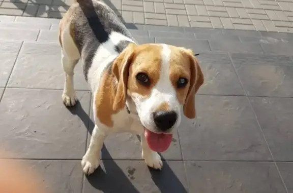 Собака Бигль найдена в деревне Старое Село, Минск.