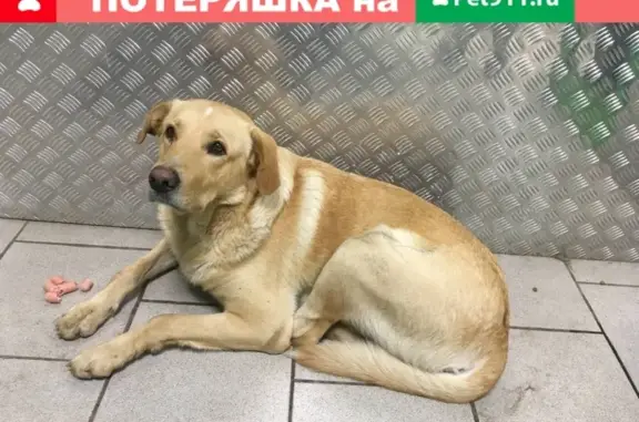 Пропала собака в магазине на ул. Белоконской, Владимир.