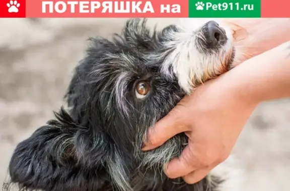 Собаки потеряшки, Екатеринбург, фото: Потеряшка собака на Уралмаше, вознаграждение 1000 рублей