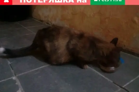 Найдена кошка на ул. Советской, ищем хозяина или приют!
