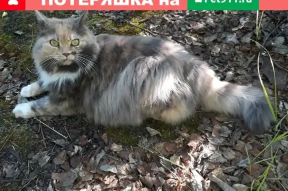 Пропала трёхцветная кошка на Терской д.9, Мончегорск