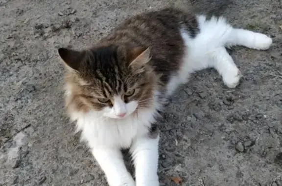 Пропал кот Степан с красным ошейником в Большом Алексеевском, Московская область