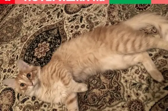 Кошки потеряшки, Москва, фото: Потеряшка кот Чубайс, Орехово-Борисово, м.Домодедовская