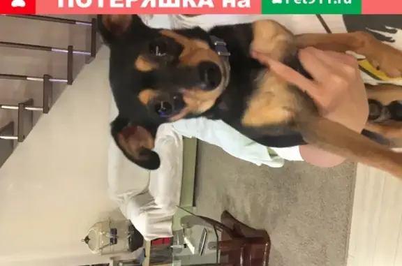 Найдена собака около горбольницы в Новороссийске
