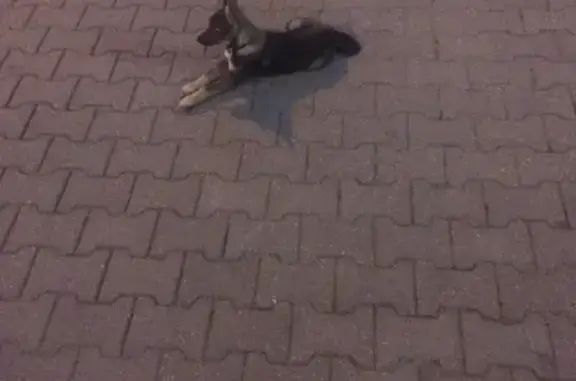 Найден щенок на Слободской 151, Малиновка