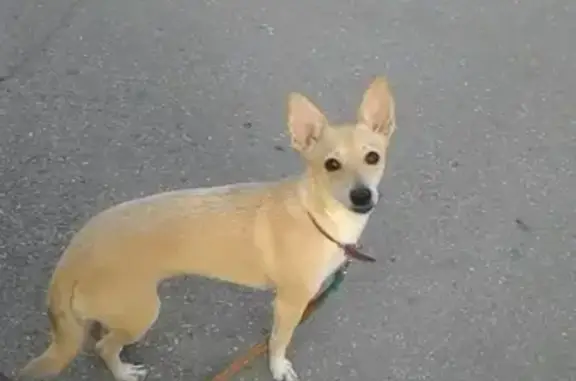 Собаки потеряшки, Нижний Новгород, фото: Потеряшка собака Кнопка в Н. Новгороде