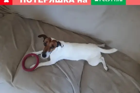 Пропала собака Нора на Киевском шоссе, СПб