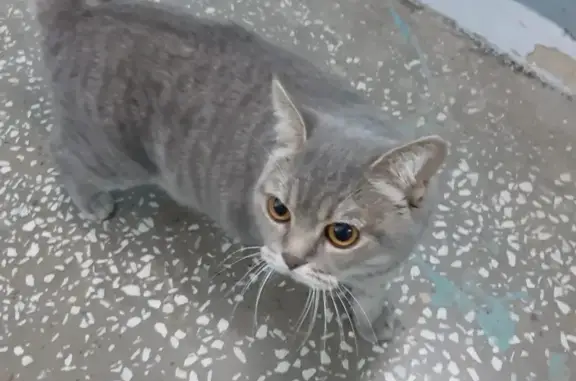 Найдена ласковая британская кошка на ул. Молокова, 46