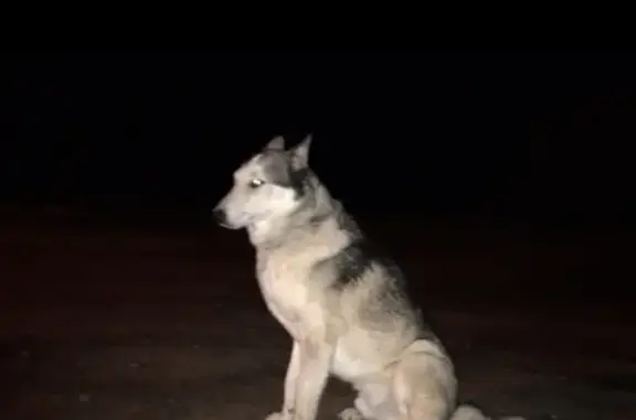 Собака бегает в посёлке Зеленоградский (Московская обл.)