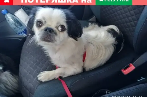 Найдена собака Японский хин в Севастополе