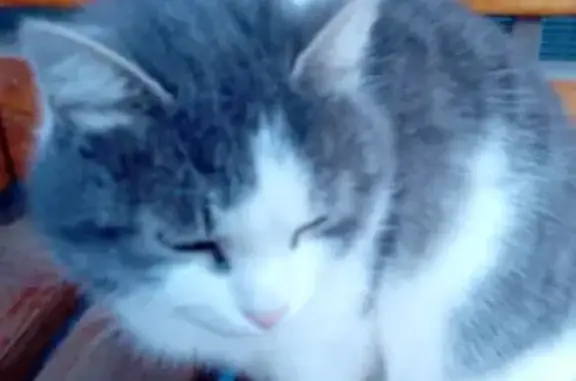 Котик на заводе: найден кастрированный кот на 2-й Павелецкой