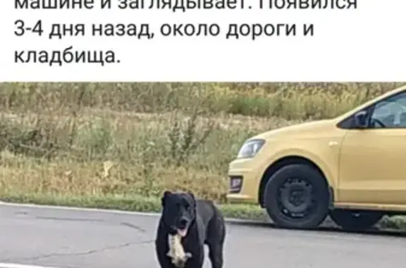 Найдена собака в д.Хатминки, Москва
