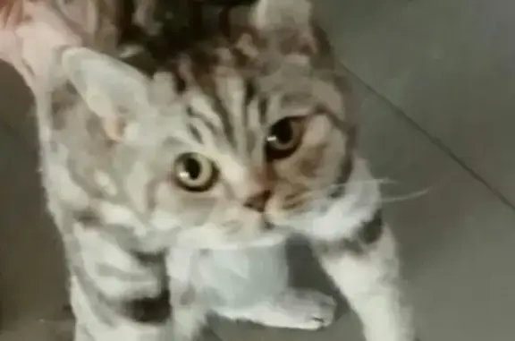 Найдена кошка в Саратове на Овсяном проезде