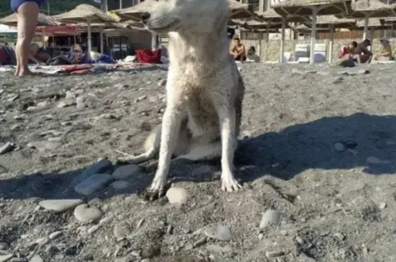 Собака найдена на пляже Дюрсо в Новороссийске [id2669994]
