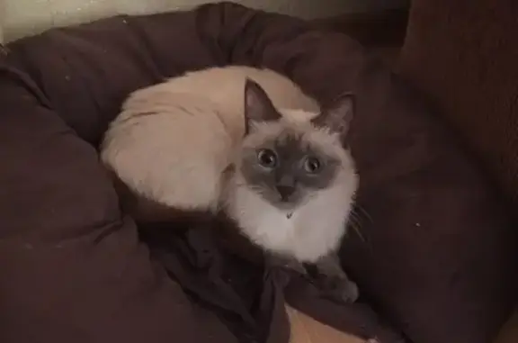Пропала сиамская кошка в Железногорске, Курская область