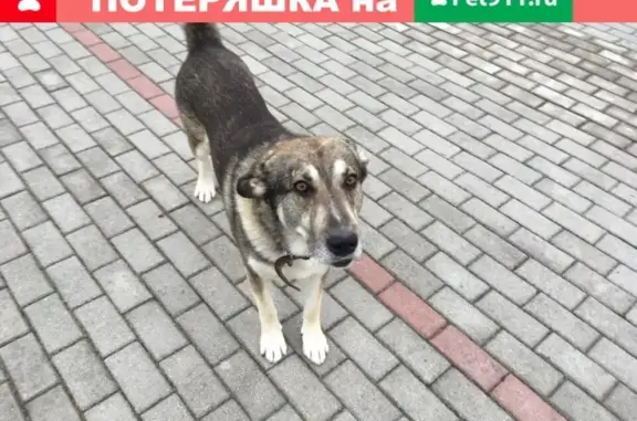 Пропал пес Джек в лесу у Романово, Вологодская область