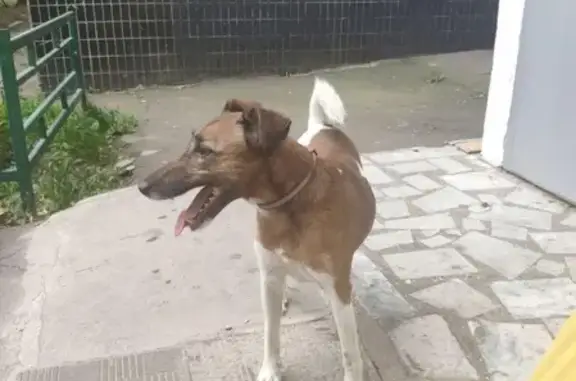 Найден пёс возле дома на Сумской улице, Москва
