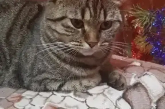 Пропала кошка на ул. Пархоменко,4 в Калач-на-Дону