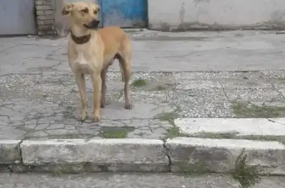 Найдена собака в Кургане: помогите найти хозяина!