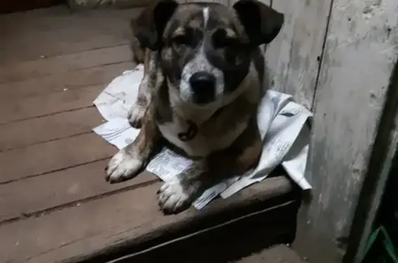 Собака найдена на СНТ Липогорское сад 8 в Перми