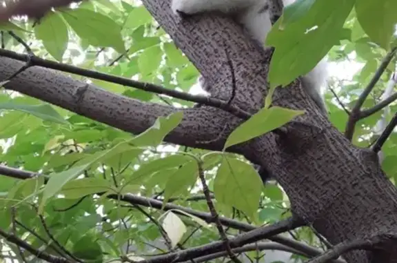 Найден бело-серый котенок в Екатеринбурге
