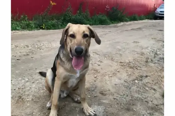 Пропала собака Кобель в селе Новое, Владимирская область