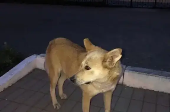 Найдена собачка в Кемерово