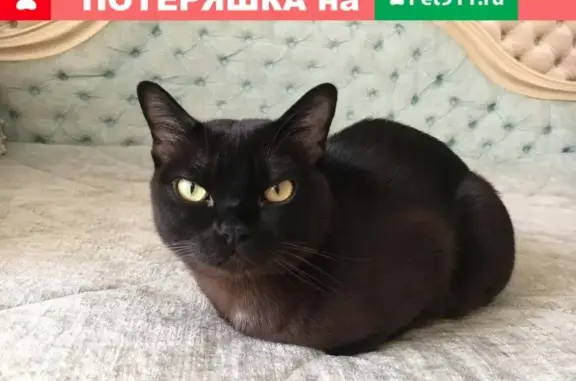 Пропал кот Барсик в Обояни, Курская обл.