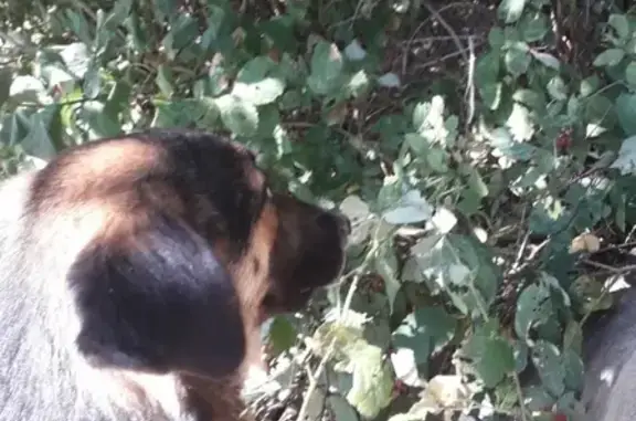 Найдена собака на Жуковского в Геленджике