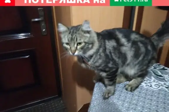 Пропал котик в Амуре, нужна помощь!