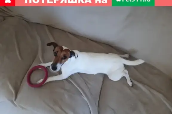 Пропала собака на Киевском шоссе - помогите найти!