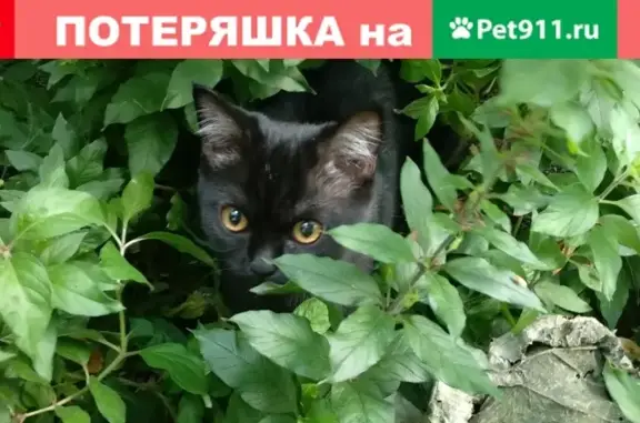 Кошка ищет хозяина на ул. Академика Виноградова, 6