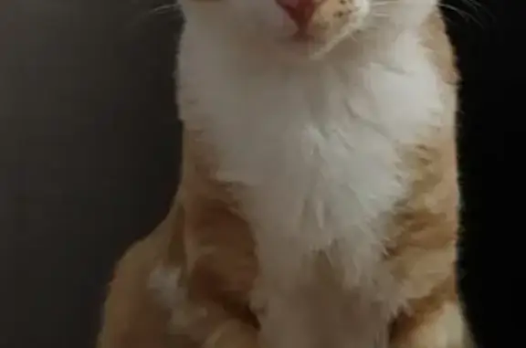 Кошки потеряшки, Санкт-Петербург, фото: Потеряшка кот Огонек на Сестрорецком курорте (СПб)