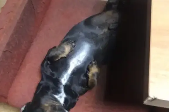 Пропала собака Тимка в Каблуковском поселении