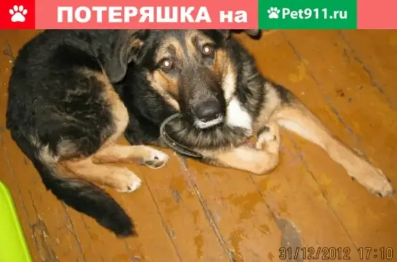 Пропала собака в Электростали, МО.