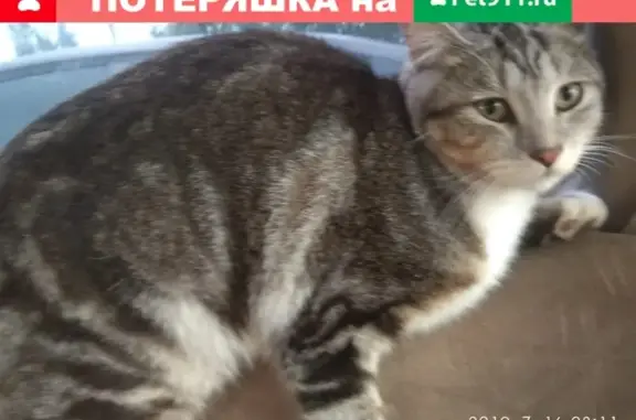 Кошки потеряшки, Москва, фото: Потеряшка кошка Лиз на Минском шоссе в Кубинке