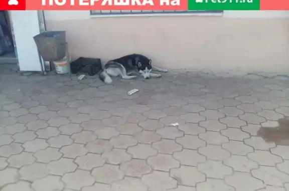 Найдена собака, Астрахань, фото: Найдена хаски в Ленинском районе, Астрахань
