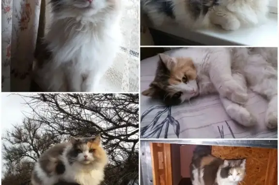 Пропала кошка Кира в Керчи 31 августа