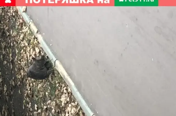 Найдена кошка на Пулковской, 19к1 в Москве
