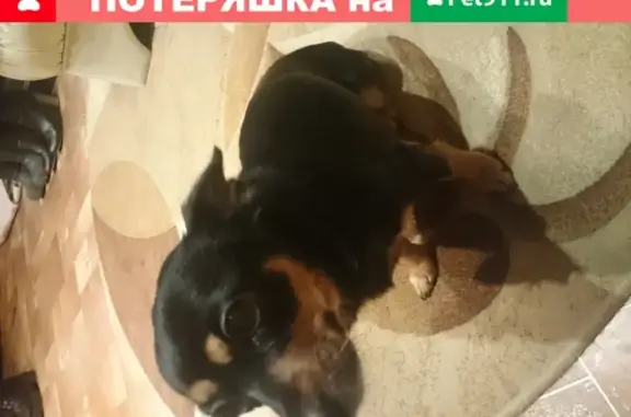 Пропала собака Лиза в пос. Берёзовка, Красноярский край