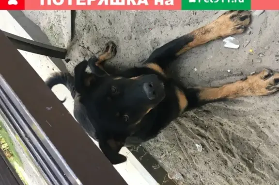 Собака найдена в парке Островского, Ростов-на-Дону