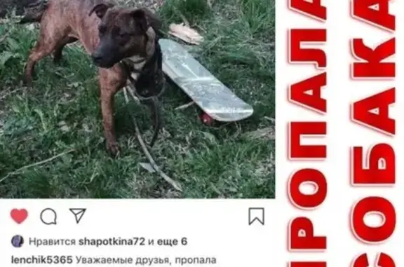 Пропала собака в районе аэропарка Кузнецова