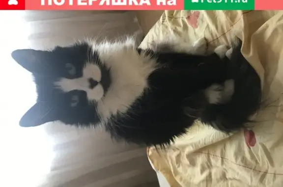 Пропала кошка в Новокузнецке, вознаграждение.