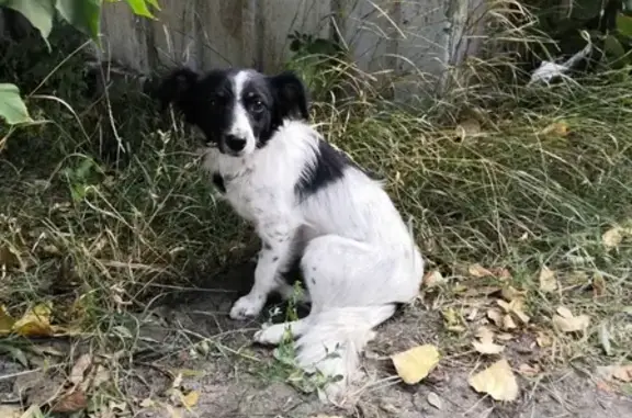 Найдена собака на ул. Куйбышева, 178 с ошейником