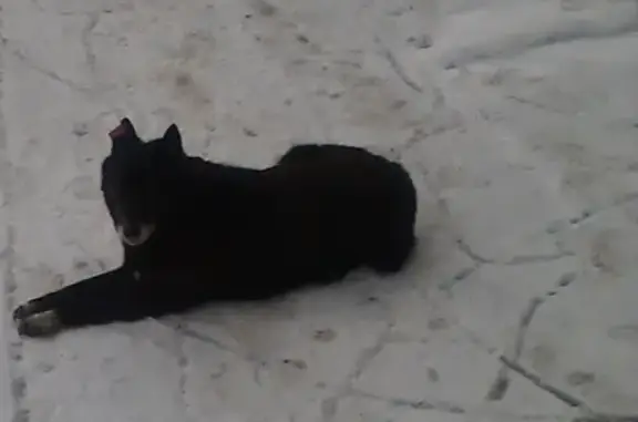 Собаки потеряшки, Нижний Новгород, фото: Потеряшка собака в Нижнем Новгороде, черный окрас с подпалинами, возраст 12-14 лет.