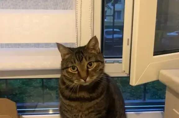 Кошки потеряшки, Москва, фото: Потеряшка кот Вася (метро Водный стадион) - нужна помощь!