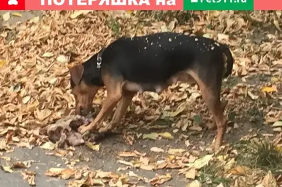 Найдена собака на улице Маршала Рыбалко, Москва